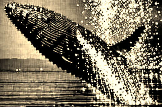 Oil, Opaque, and On-Chain: How Trump's Iran Ceasefire Gamble Exposes Crypto's Geopolitical Blind Spot Oil, Opaque, and On-Chain: How Trump's Iran Ceasefire Gamble Exposes Crypto's Geopolitical Blind Spot